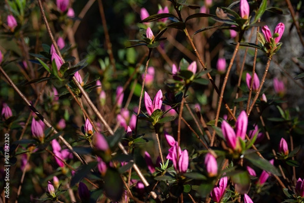 Obraz Budding Pink Azaleas