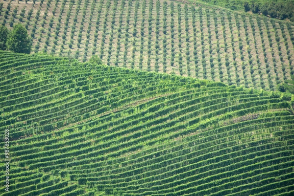 Fototapeta Paesaggi di Langhe, Piemonte