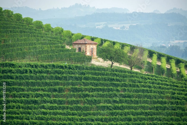 Obraz Paesaggi di Langhe, Piemonte