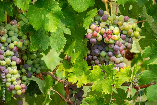 Fototapeta Grappoli d'uva in estate