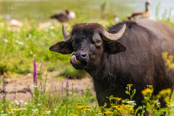 Obraz Wasserbüffel 6