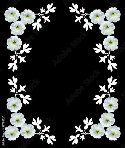 Obraz White flowers isolated on a black background. Frame.
