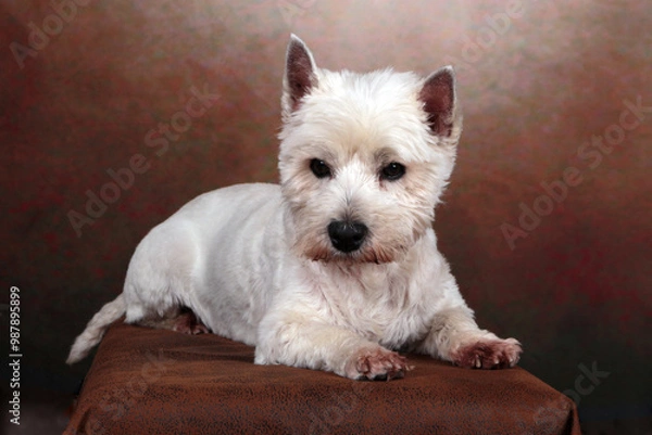 Fototapeta westies