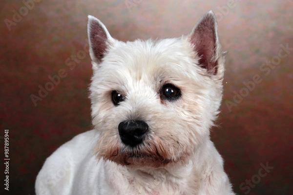 Fototapeta westies