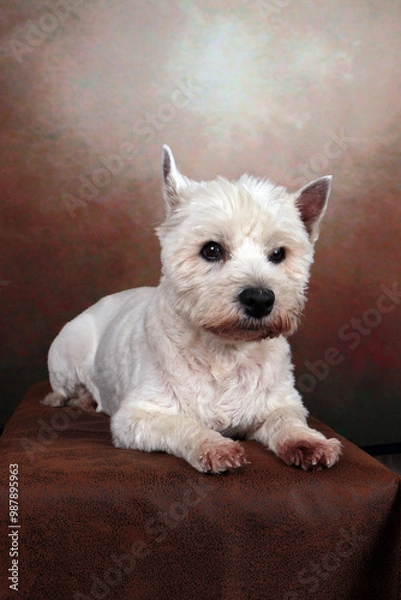 Fototapeta westies