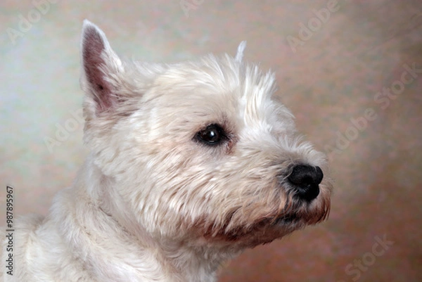 Fototapeta westies