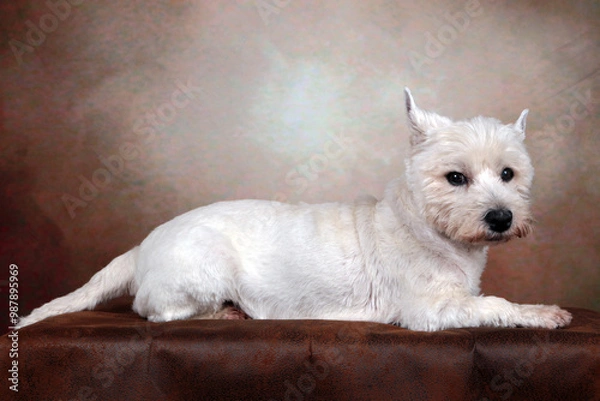 Fototapeta westies
