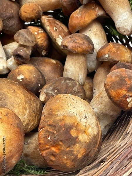 Obraz Cesto di porcini