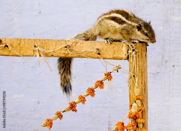 Obraz Indian chipmunk in nature
