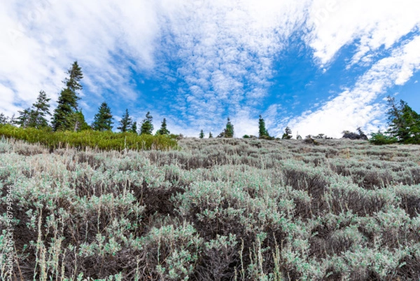 Fototapeta Looking up a meadow in a clearing in the forest in the Marble Mountain Wilderness in California