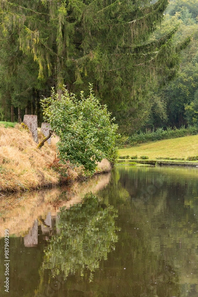 Fototapeta Reflet d'arbre