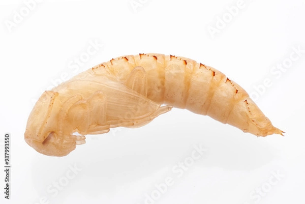 Obraz Besouro-da-farinha (Tenebrio molitor)