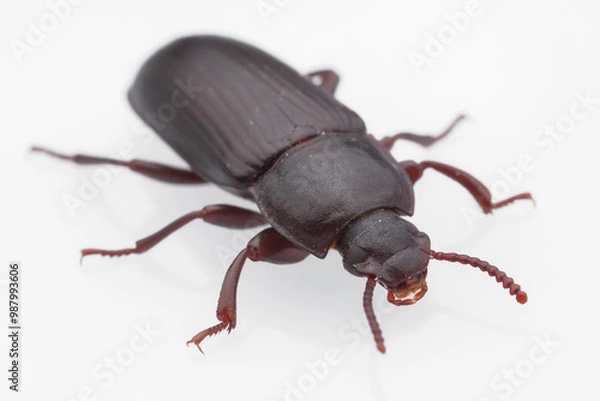 Obraz Besouro-da-farinha (Tenebrio molitor)