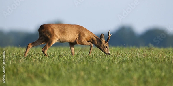 Obraz Rehbock auf einer Wiese