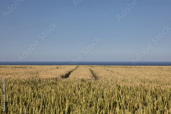 Obraz Le temps des moissons.