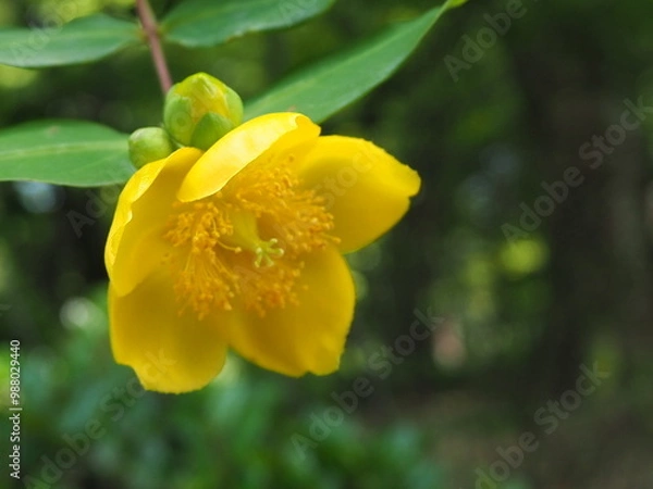 Obraz キンシバイ