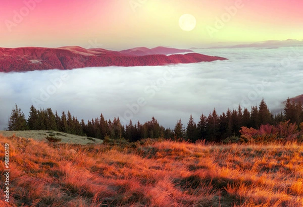 Fototapeta Fog in the autumn
