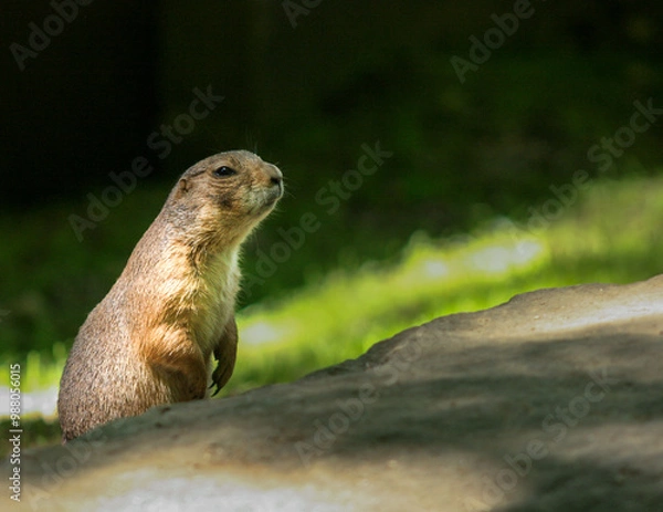 Obraz prairie dog 