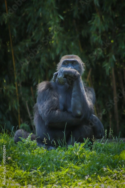 Obraz The thinker: primate