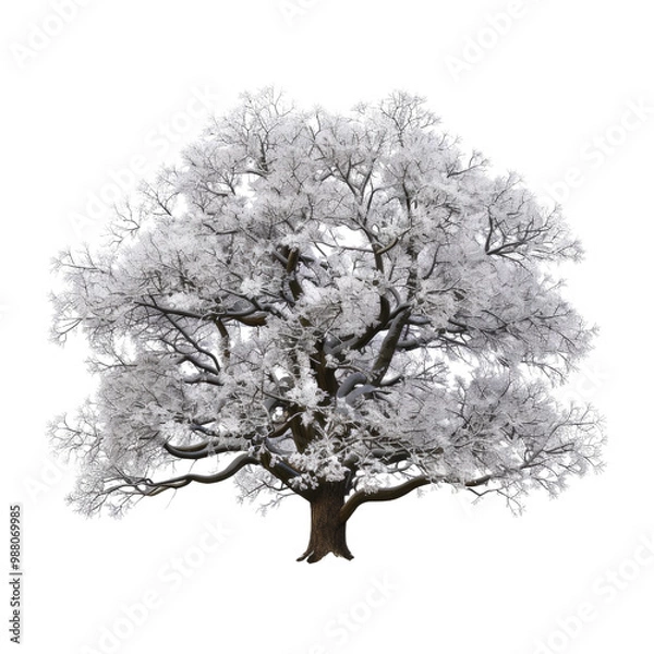 Fototapeta snowy old oak tree against white backdrop