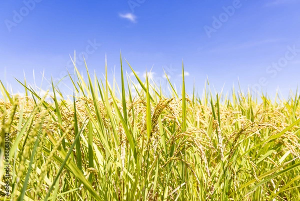 Fototapeta 収穫を待つ稲穂