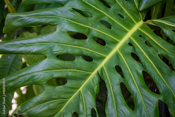 Obraz large green leaves in a garden