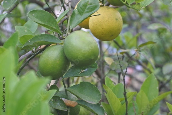 Fototapeta lime on the tree