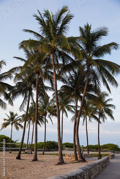Obraz Early morning at Miami beach in Florida with palm trees, tropical vibes and summer vacation concept