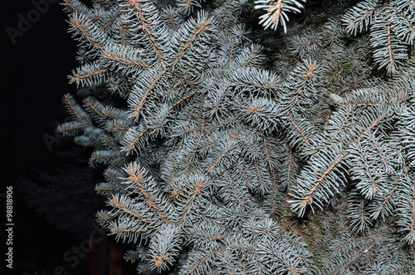 Fototapeta branches of christmas tree