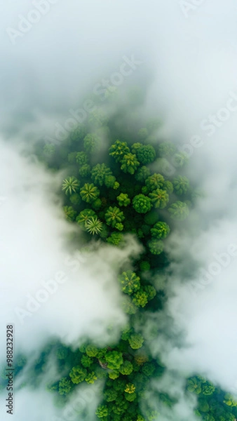 Obraz Aerial View of Lush Forest Covered in Mist