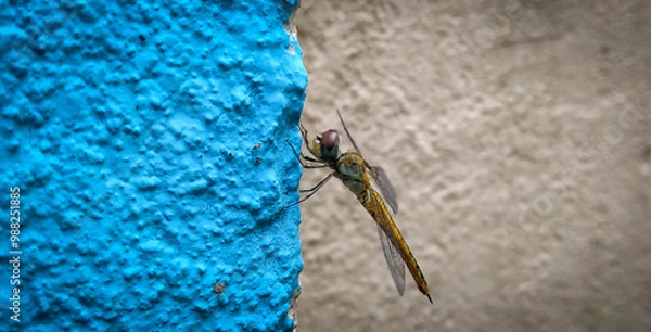 Obraz dragonfly on a wall