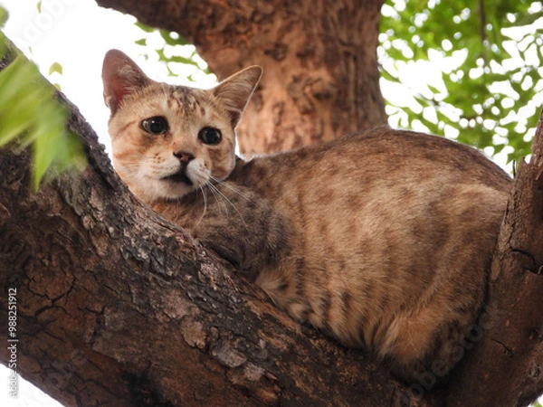 Obraz cat on a tree