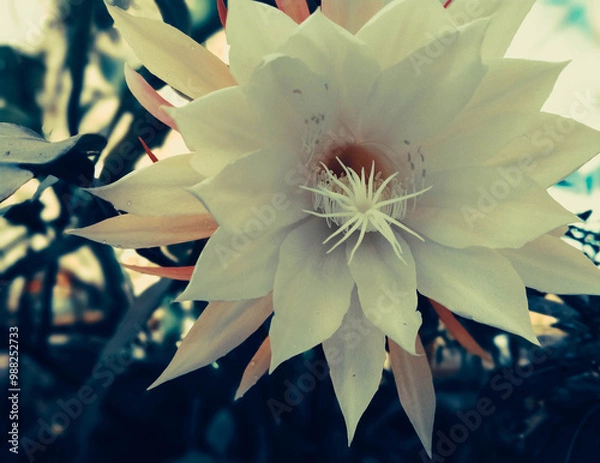 Obraz Bethlehem flower