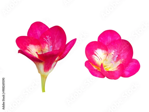 Obraz 赤いフリージアの花