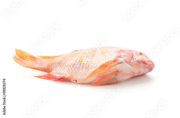 Fototapeta Red Tilapia