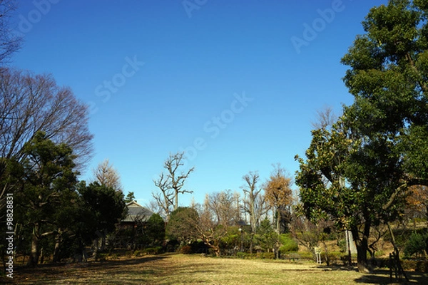 Fototapeta 羽根木公園