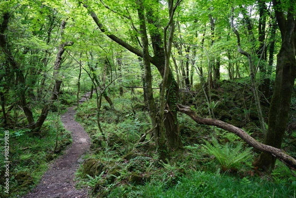Fototapeta fine spring path through fresh ferns and old trees