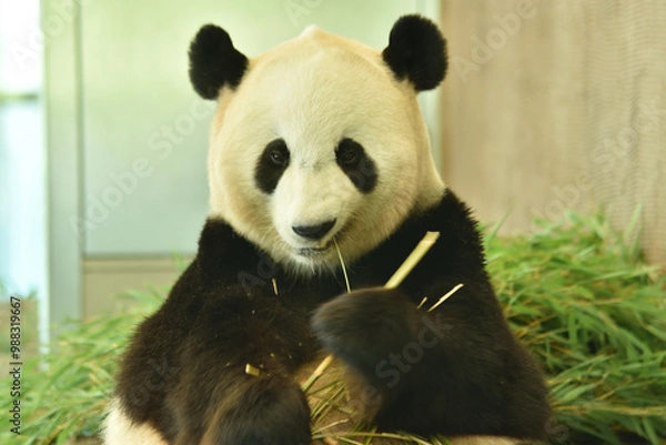 Fototapeta 食事中のジャイアントパンダ(メス)