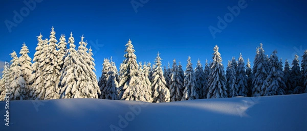Fototapeta Panoramic Winter Wonderland with Spruce Tree Forest Covered by Snow under blue sky in the warm light of the setting sun