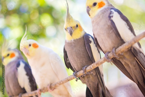 Obraz Nymphicus hollandicus