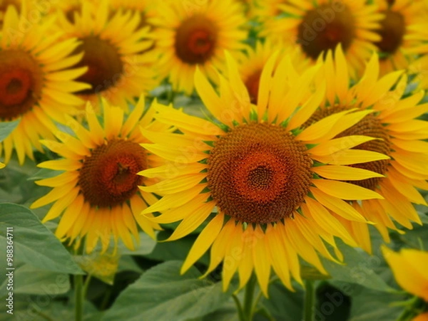 Fototapeta 初夏のひまわり畑