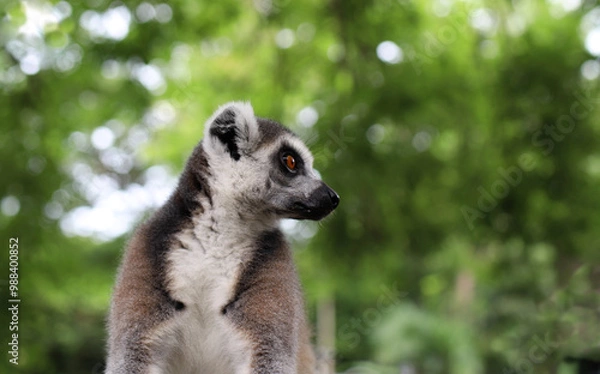 Fototapeta expressive lemur look in close-up on a blurred background with trees