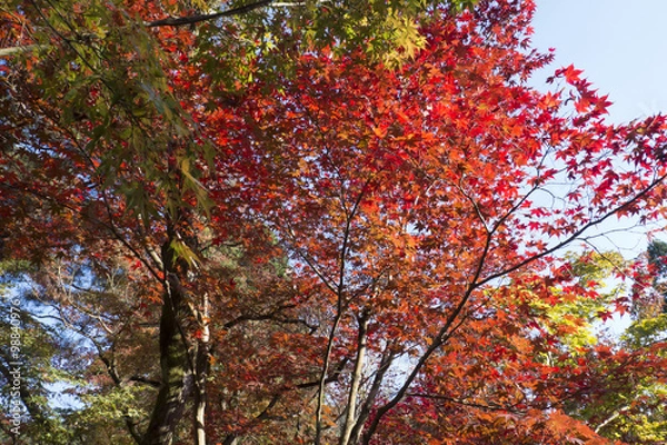 Fototapeta 紅葉　天授庵　南禅寺