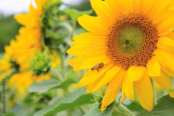 Fototapeta ヒマワリとミツバチ