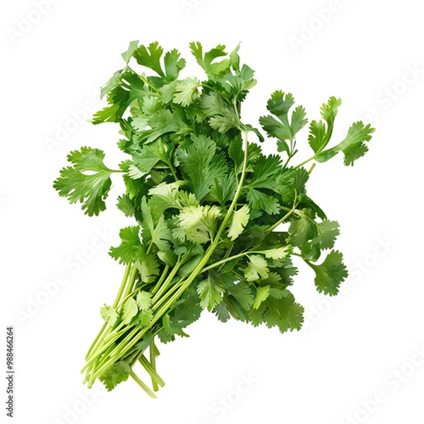 Fototapeta Fresh cilantro bunch, white isolate background