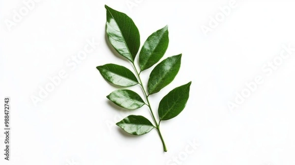 Obraz single curry leaf on white background