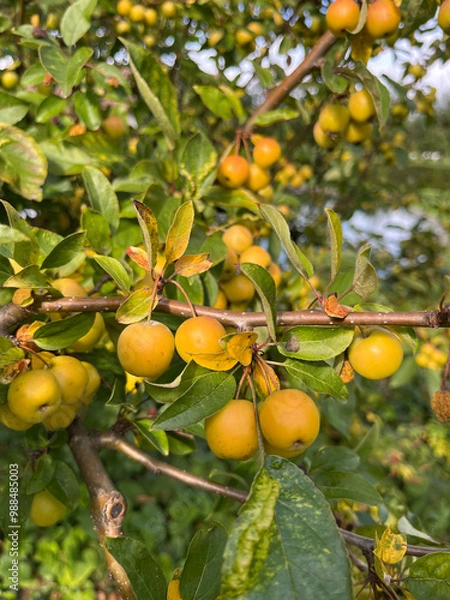 Fototapeta Closeup of yellow prunes on a tree