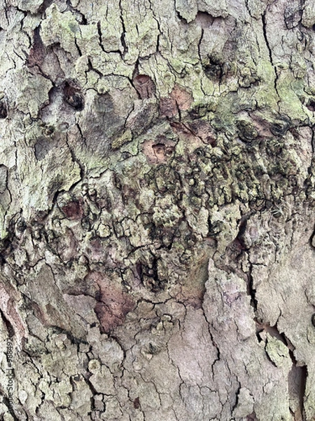Obraz Bark of platania hispanica in closeup