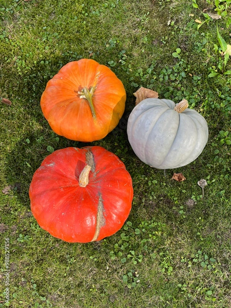 Obraz Tree pumpkins on green grass