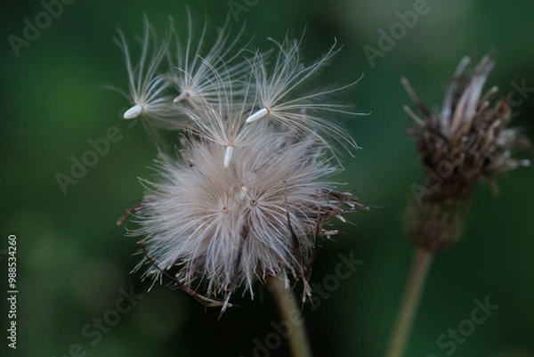 Fototapeta 今にも飛んでいきそうなアザミのタネ